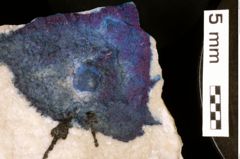 Foto (Detailansicht) von Glaessneropsis tribulosa (Schweitzer & Feldmann, 2009) (NHMW-GEO-1990-0041-0272)